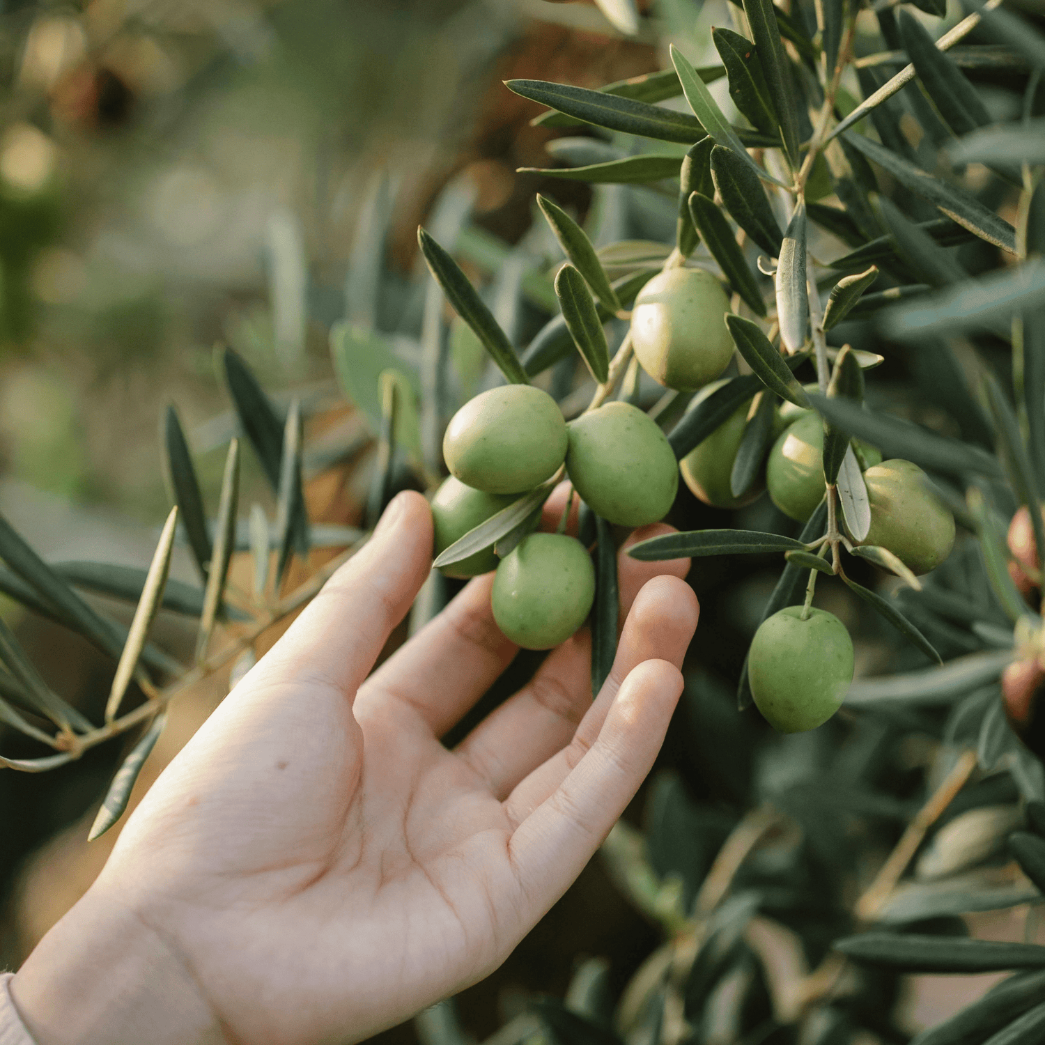 Image représente une main qui sélectionne des olives vertes. Illustrant l'engagement naturel et durable de la marque Opulence dans son choix d'ingrédients de naturels de qualité et respectant l'environnement.